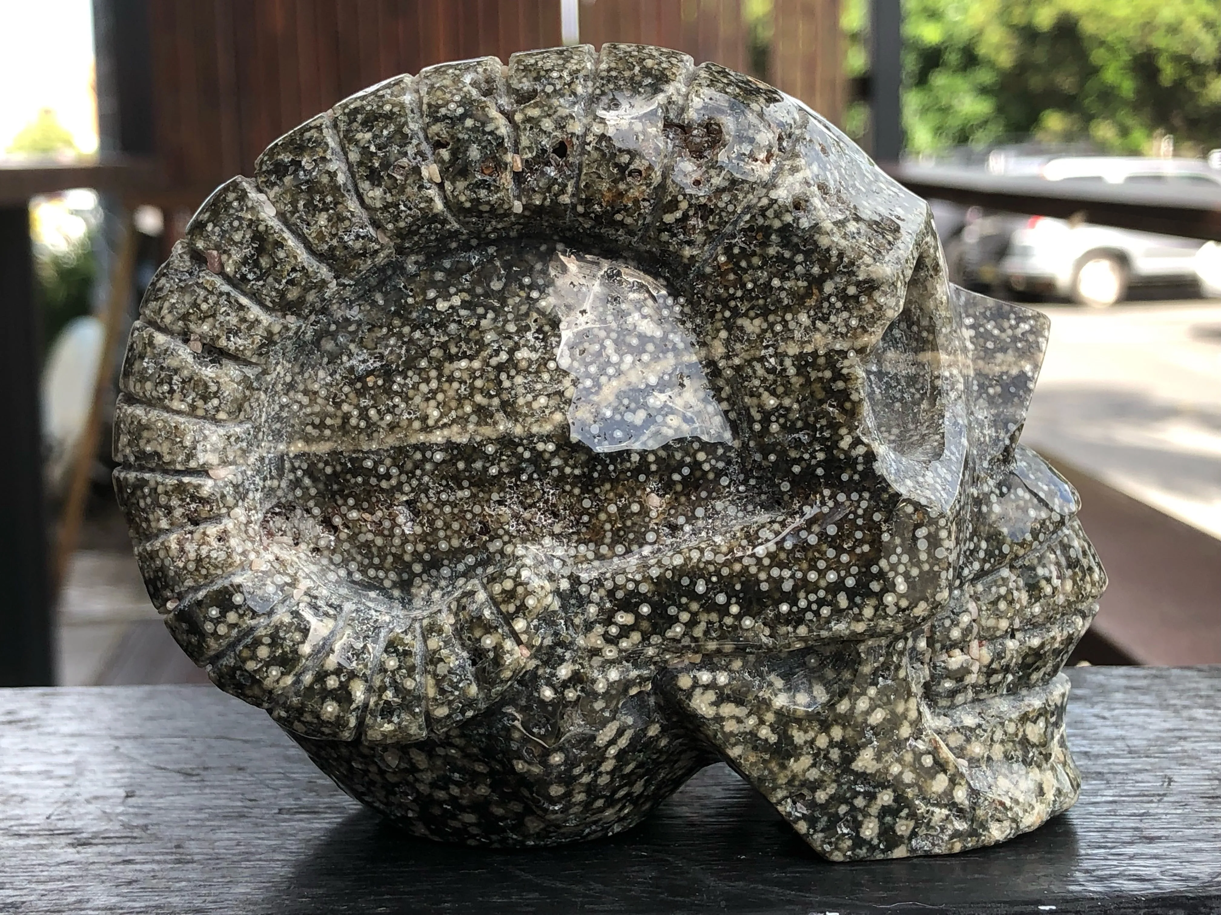 Ocean Japer Pan Skull [1k1184]
