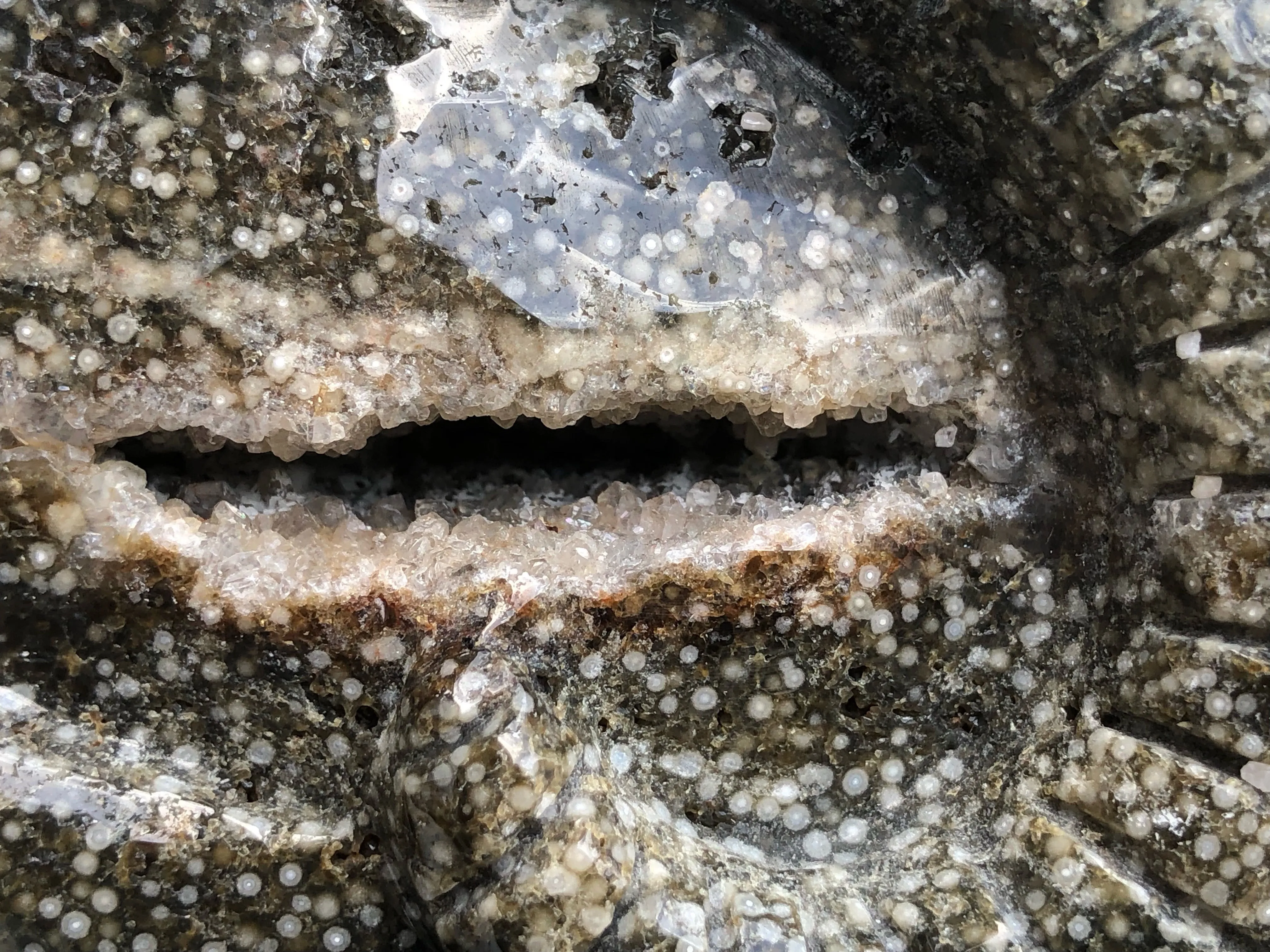 Ocean Japer Pan Skull [1k1184]